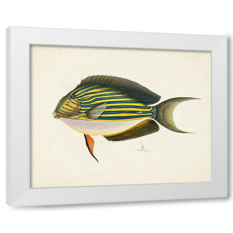 Tropical Fish Collection I White Modern Wood Framed Art Print by Unknown