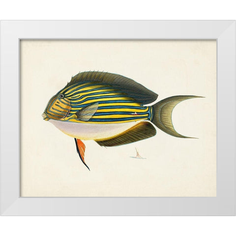 Tropical Fish Collection I White Modern Wood Framed Art Print by Unknown
