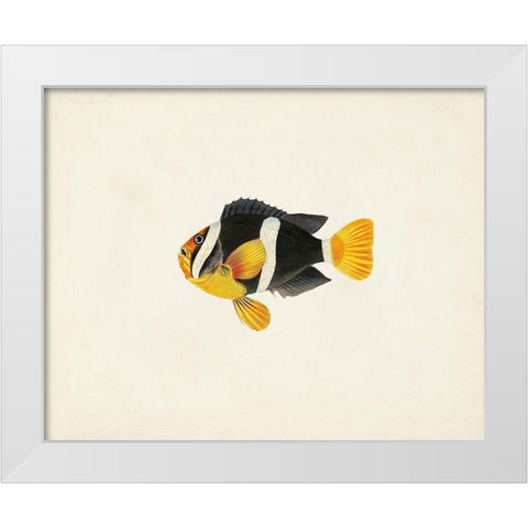 Tropical Fish Collection II White Modern Wood Framed Art Print by Unknown