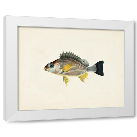Tropical Fish Collection III White Modern Wood Framed Art Print by Unknown