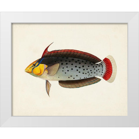 Tropical Fish Collection IV White Modern Wood Framed Art Print by Unknown