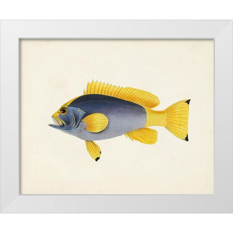 Tropical Fish Collection V White Modern Wood Framed Art Print by Unknown