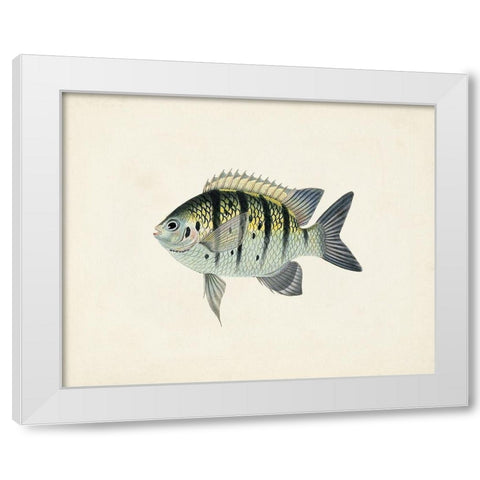 Tropical Fish Collection VI White Modern Wood Framed Art Print by Unknown
