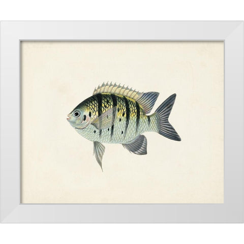Tropical Fish Collection VI White Modern Wood Framed Art Print by Unknown