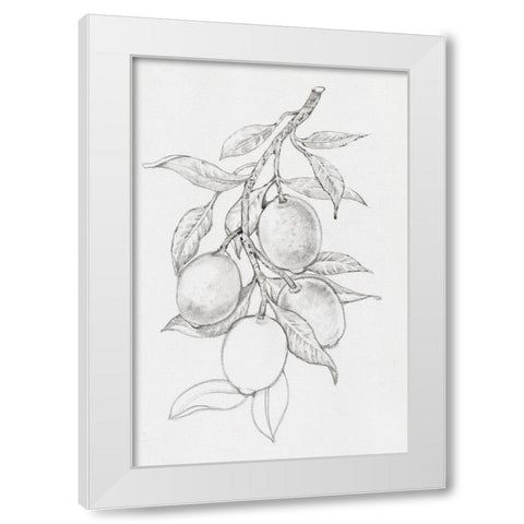 Fruit-Bearing Branch I White Modern Wood Framed Art Print by OToole, Tim