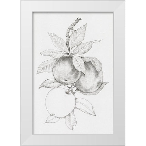 Fruit-Bearing Branch II White Modern Wood Framed Art Print by OToole, Tim