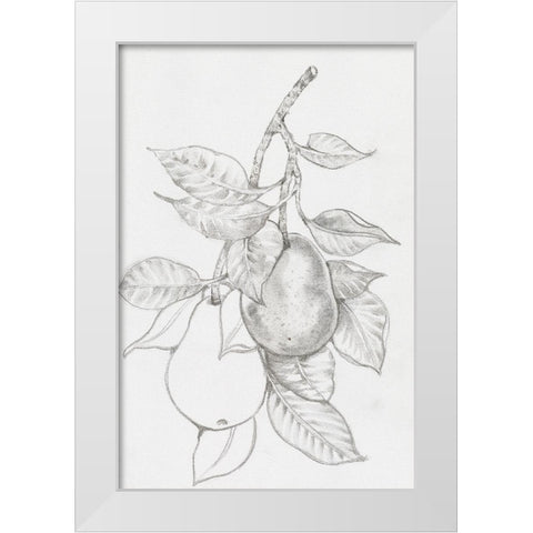 Fruit-Bearing Branch III White Modern Wood Framed Art Print by OToole, Tim