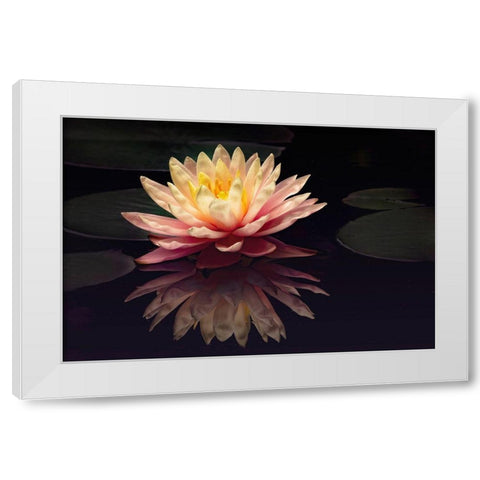 Photography Study Water Lily White Modern Wood Framed Art Print by PHBurchett