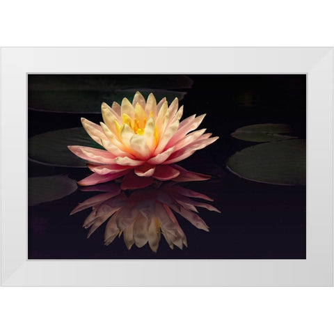 Photography Study Water Lily White Modern Wood Framed Art Print by PHBurchett