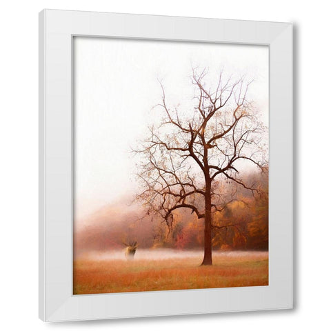 Photography Study Elk in the Mist White Modern Wood Framed Art Print by PHBurchett