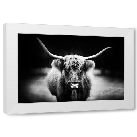 Photography Study Highland Cattle White Modern Wood Framed Art Print by PHBurchett