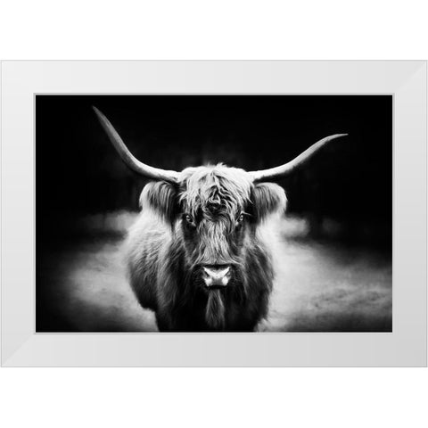 Photography Study Highland Cattle White Modern Wood Framed Art Print by PHBurchett