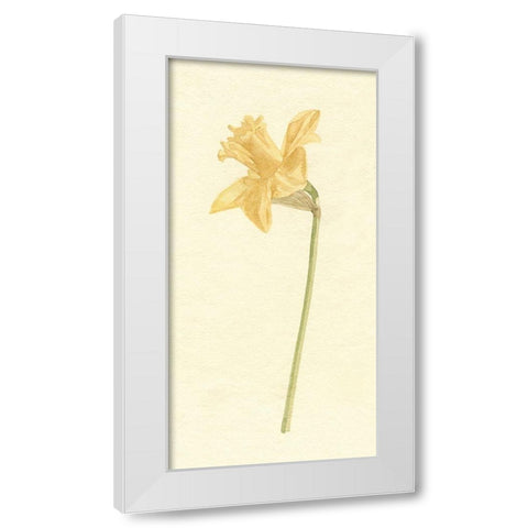 Vintage Daffodil I White Modern Wood Framed Art Print by Caroline, Emma