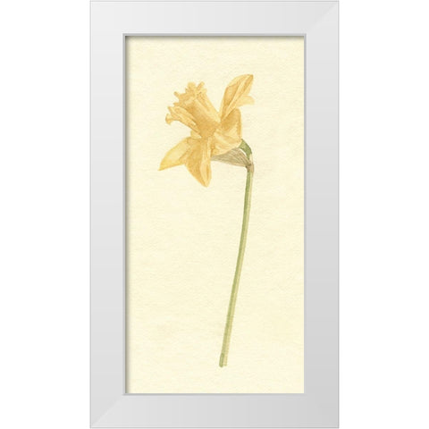 Vintage Daffodil I White Modern Wood Framed Art Print by Caroline, Emma