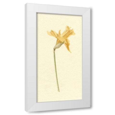 Vintage Daffodil II White Modern Wood Framed Art Print by Caroline, Emma