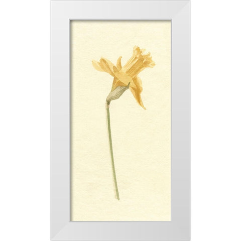 Vintage Daffodil II White Modern Wood Framed Art Print by Caroline, Emma