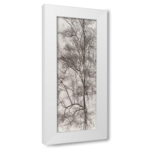 Tree Triptych I White Modern Wood Framed Art Print by Stelfox, Norm