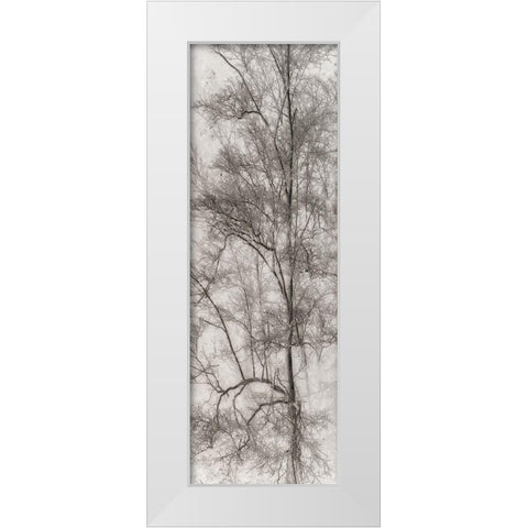 Tree Triptych I White Modern Wood Framed Art Print by Stelfox, Norm