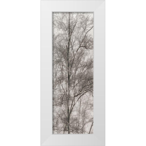 Tree Triptych III White Modern Wood Framed Art Print by Stelfox, Norm