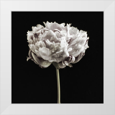 Blush Peony Portrait I White Modern Wood Framed Art Print by Poinski, Dianne
