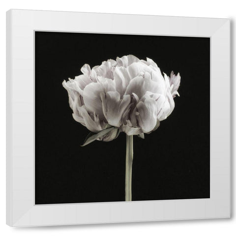 Blush Peony Portrait II White Modern Wood Framed Art Print by Poinski, Dianne