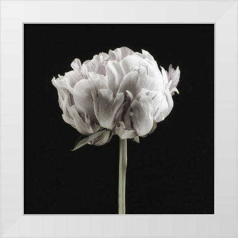 Blush Peony Portrait II White Modern Wood Framed Art Print by Poinski, Dianne