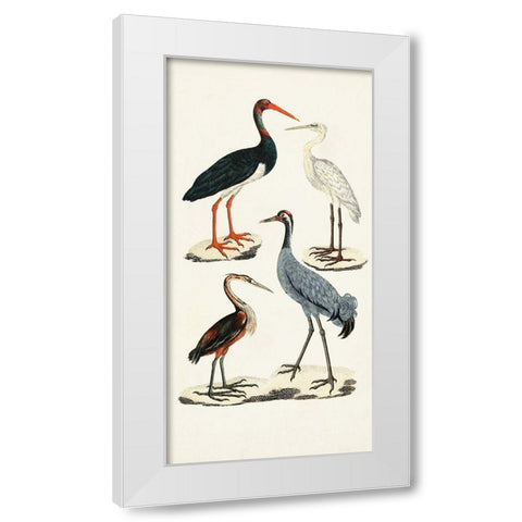 Waterbird Varieties I White Modern Wood Framed Art Print by Unknown