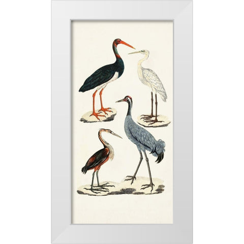 Waterbird Varieties I White Modern Wood Framed Art Print by Unknown