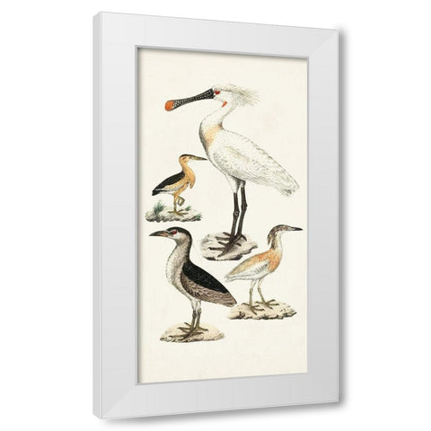 Waterbird Varieties II White Modern Wood Framed Art Print by Unknown