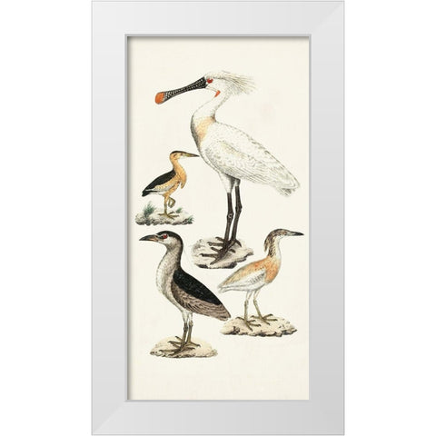 Waterbird Varieties II White Modern Wood Framed Art Print by Unknown