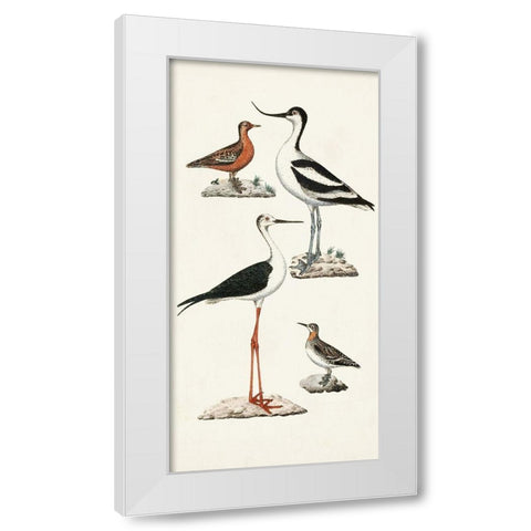 Waterbird Varieties III White Modern Wood Framed Art Print by Unknown