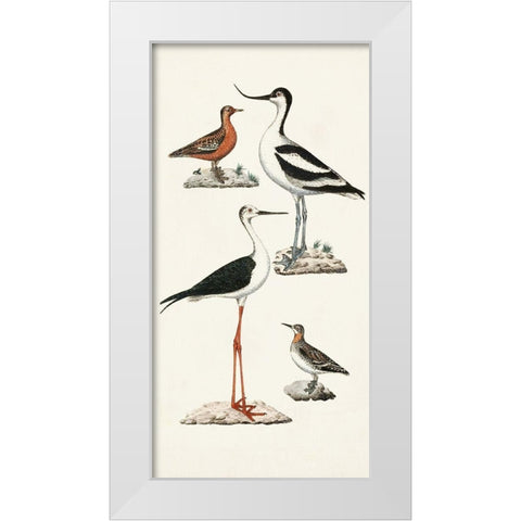 Waterbird Varieties III White Modern Wood Framed Art Print by Unknown