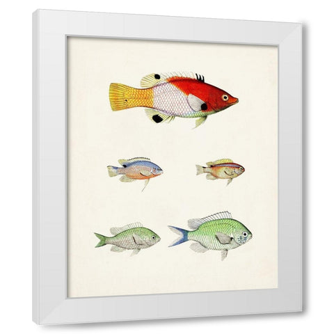 Colorful Tropical Fish I White Modern Wood Framed Art Print by Unknown