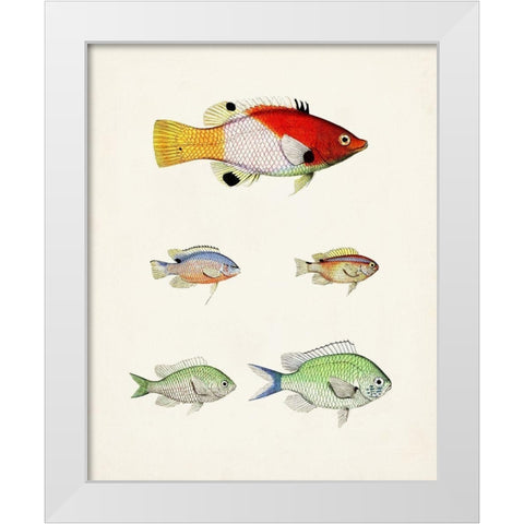Colorful Tropical Fish I White Modern Wood Framed Art Print by Unknown