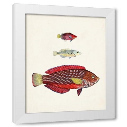 Colorful Tropical Fish II White Modern Wood Framed Art Print by Unknown
