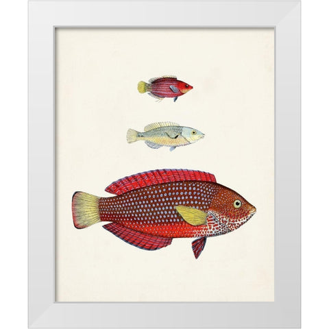 Colorful Tropical Fish II White Modern Wood Framed Art Print by Unknown