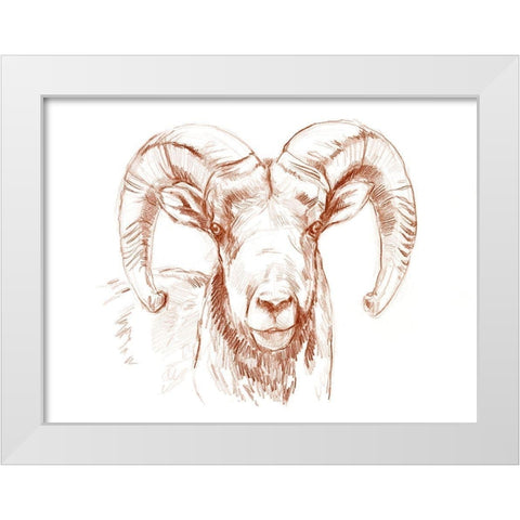 Big Horn Sheep II White Modern Wood Framed Art Print by Parker, Jennifer Paxton