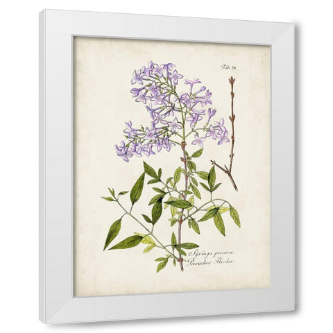 Tree in Bloom III White Modern Wood Framed Art Print by Unknown