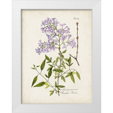 Tree in Bloom III White Modern Wood Framed Art Print by Unknown