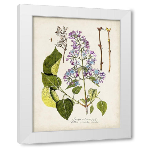 Tree in Bloom VI White Modern Wood Framed Art Print by Unknown