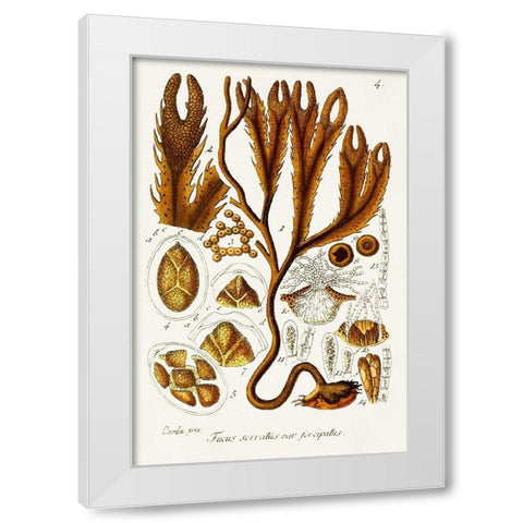 Seaweed Illustration I White Modern Wood Framed Art Print by Unknown