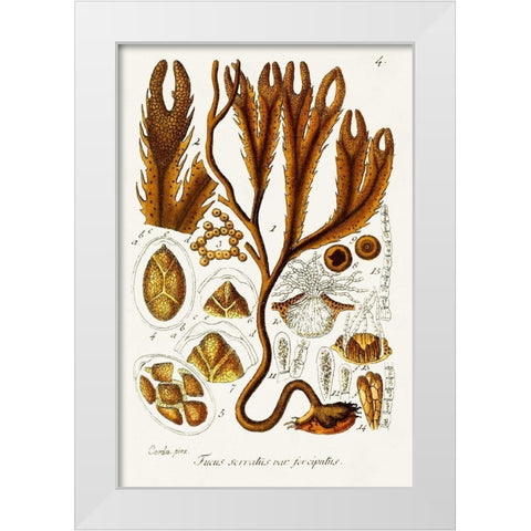 Seaweed Illustration I White Modern Wood Framed Art Print by Unknown
