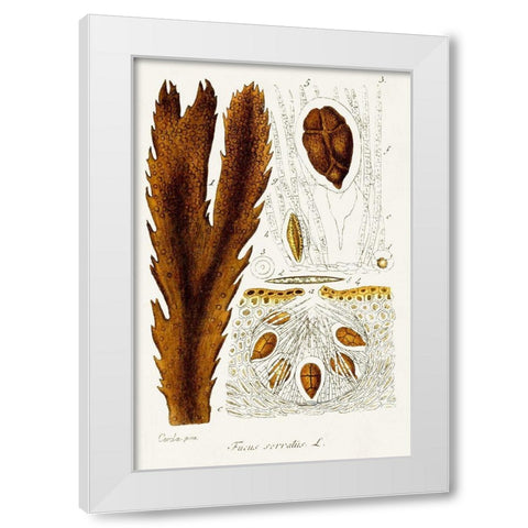 Seaweed Illustration II White Modern Wood Framed Art Print by Unknown