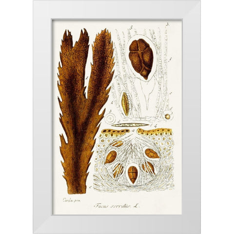 Seaweed Illustration II White Modern Wood Framed Art Print by Unknown