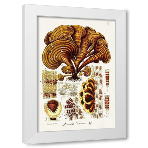 Seaweed Illustration III White Modern Wood Framed Art Print by Unknown
