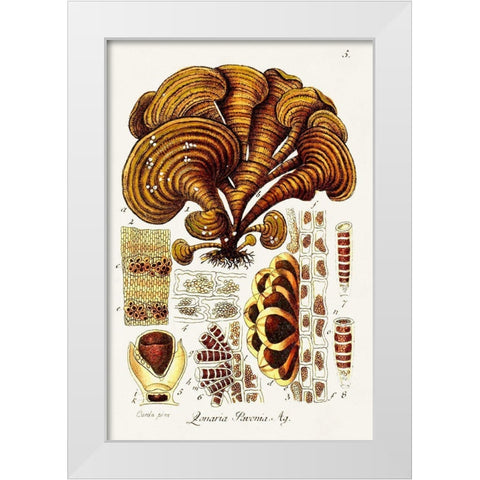 Seaweed Illustration III White Modern Wood Framed Art Print by Unknown