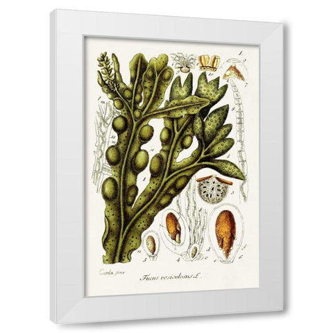 Seaweed Illustration IV White Modern Wood Framed Art Print by Unknown