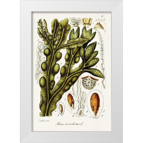 Seaweed Illustration IV White Modern Wood Framed Art Print by Unknown