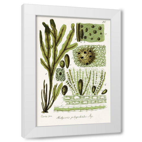 Seaweed Illustration V White Modern Wood Framed Art Print by Unknown