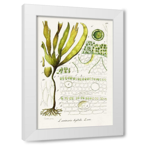 Seaweed Illustration VI White Modern Wood Framed Art Print by Unknown
